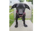Adopt Felicia a Black - with White Mixed Breed (Medium) / Mixed dog in Lowell