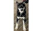 Adopt ELWOOD a Black - with White Siberian Husky / Mixed dog in Lake Waynoka