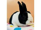 Adopt Hopper a Black Dutch / Dutch / Mixed rabbit in Baraboo, WI (39270649)