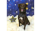 Adopt Woodall K109 9-12-23 a Black Labrador Retriever / Mixed dog in San Angelo
