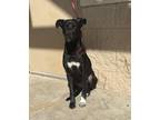 Adopt Zero a Black Labrador Retriever dog in Alvin, TX (39286760)