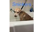 Adopt Snickers a Tan/Yellow/Fawn Beagle / Mixed dog in Madill, OK (39285932)