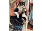 Adopt Princess a White Domestic Mediumhair / Domestic Shorthair / Mixed cat in