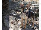 Adopt Shepherd pup a Black - with Brown, Red, Golden, Orange or Chestnut German