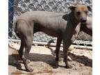 Adopt Milo a Black Xoloitzcuintle/Mexican Hairless / Mixed dog in Casa Grande