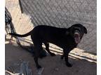 Adopt Coated black xolo a Black Xoloitzcuintle/Mexican Hairless / Mixed dog in