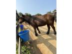 Adopt ER Gilded aka Lily a Chestnut/Sorrel Pony - Shetland horse in