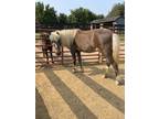 Adopt ER Fruitful aka Sagana a Gray Pony - Shetland horse in Lovettsville