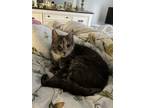 Adopt Lulu (Mama & Macy) a Calico or Dilute Calico American Shorthair / Mixed
