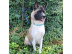 Adopt Sable a Tricolor (Tan/Brown & Black & White) Akita / Mixed dog in