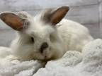 Adopt Elsa a Lionhead / Mixed rabbit in Fountain Valley, CA (39283119)
