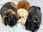 Adopt Walnut & Brazil & Coconut a Guinea Pig small animal in Fountain Valley