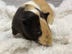 Adopt Chip a Guinea Pig small animal in Fountain Valley, CA (39282717)