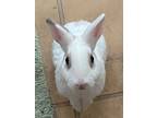 Adopt Croissant a Other/Unknown / Mixed rabbit in Fountain Valley, CA (39282677)