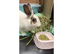 Adopt Peggy Sue a Other/Unknown / Mixed rabbit in Fountain Valley, CA (39282664)
