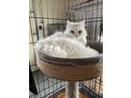 Adopt Pearl a White Domestic Longhair (long coat) cat in San Bernardino