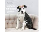 Adopt Aurora a Cattle Dog / Mixed dog in Clayton, CA (39222882)