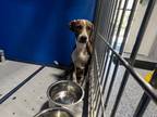 Adopt Knox a Brindle Mixed Breed (Medium) dog in Whiteville, NC (39281079)