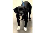 Adopt 160705 a Black Pug / Mixed Breed (Medium) / Mixed (short coat) dog in