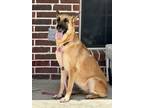 Adopt Anya a Brown/Chocolate German Shepherd Dog / Mixed dog in Fort Worth