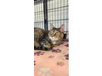 Adopt Lilly a Brown Tabby Domestic Shorthair (short coat) cat in Sheridan