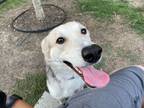 Adopt Twiggy a White German Shepherd Dog / Mixed dog in Fort Worth