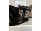 Adopt Shayla a Brown or Chocolate Domestic Shorthair / Domestic Shorthair /