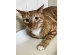 Adopt Ronald a Orange or Red Domestic Shorthair / Domestic Shorthair / Mixed cat