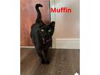 Adopt Muffin a Black (Mostly) Domestic Shorthair (short coat) cat in Lauderhill