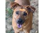 Adopt Rambo (Deb-TN) a Tan/Yellow/Fawn - with Black Shepherd (Unknown Type) /