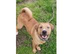 Adopt Queso (CE-TN) a Red/Golden/Orange/Chestnut Shepherd (Unknown Type) /