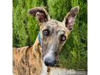 Adopt Tyson a Brindle Greyhound / Mixed dog in Swanzey, NH (39274891)