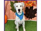 Adopt Fred a Dalmatian / Mixed dog in Fort Collins, CO (39274197)