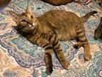 Adopt Tiger (James-TN) a Tan or Fawn Tabby Tabby (short coat) cat in Brighton