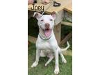 Adopt Joey a White American Pit Bull Terrier / Mixed Breed (Medium) / Mixed