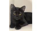 Adopt Olive a Black (Mostly) Domestic Shorthair cat in Honolulu, HI (39273804)
