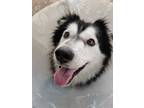 Adopt LYSSA a White - with Black Husky dog in Langley, BC (39271052)