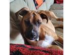 Adopt Yara a Tan/Yellow/Fawn Boxer / Mixed dog in Harrison, NY (39272904)