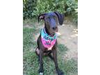 Adopt Sandy a Black Great Dane / Mixed dog in Denver, CO (39272599)