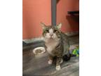 Adopt Milky a Gray, Blue or Silver Tabby Domestic Shorthair (short coat) cat in