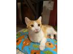 Adopt Titus a Brown Tabby Domestic Shorthair (short coat) cat in Chicago