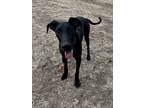 Adopt Storm a Black Great Dane / Mixed dog in Pilot Point, TX (39237622)