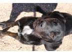 Adopt Shadow **Foster Home** a Brindle Pointer / Bullmastiff dog in Littleton
