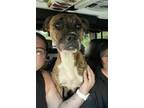 Adopt Mia a Boxer dog in Fairfax Station, VA (39269455)