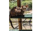 Adopt Pocahontas a Domestic Shorthair cat in Fairfax Station, VA (38070271)