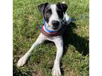 Adopt Slick a White Jack Russell Terrier / Mixed Breed (Medium) / Mixed (short