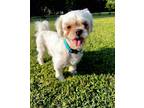 Adopt Stitch a White Shih Tzu / Mixed dog in Maryville, IL (39269370)