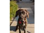 Adopt Willa a Brindle Boykin Spaniel / American Staffordshire Terrier / Mixed