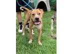 Adopt Mikey a Tan/Yellow/Fawn Shar Pei / Mixed dog in Pomona, NY (39205779)