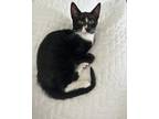 Adopt Moe a Black & White or Tuxedo Domestic Shorthair (short coat) cat in Toms
